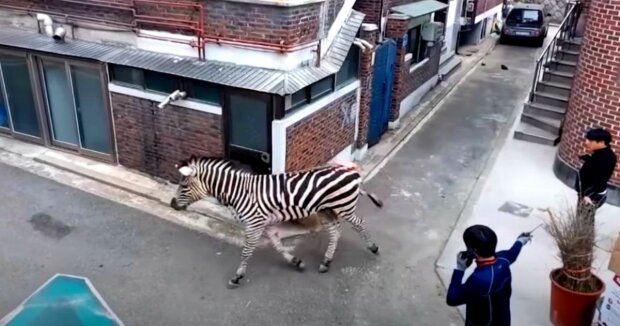 Zebra floh aus dem Zoo, um durch die Stadt zu laufen