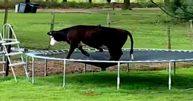 Die Kuh auf dem Trampolin ist der neue Star im Internet: Ihre Besitzerin hat den lustigen Moment mit der Kamera festgehalten