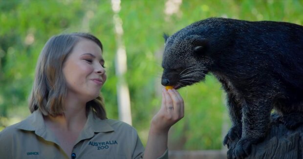 Binturong: eine Mischung aus Katze und Bär, die grunzen, quieken und schnurren kann und nach Popcorn riecht