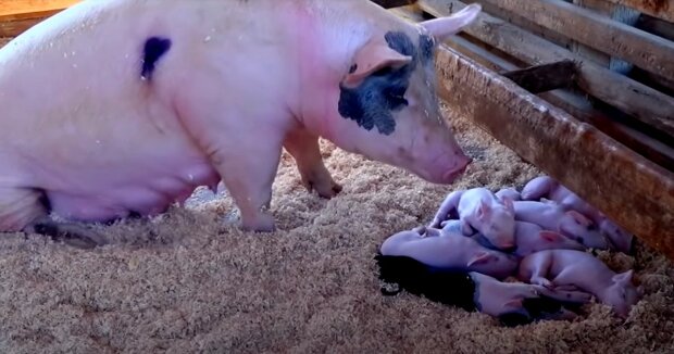 Ein Ferkel ohne Schnauze wurde in Kuba geboren: Foto eines ungewöhnlichen Babys