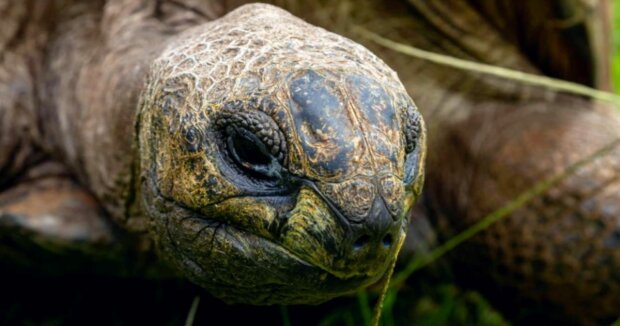 Eine ältere verlassene Schildkröte wartete in einer Mülltonne darauf, dass jemand sie fand