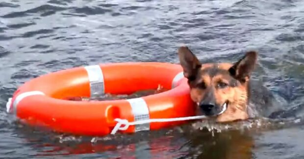 Tauchhund: In der Ukraine haben Rettungskräfte bei einem Schäferhund aus dem Tierheim besondere Fähigkeiten entdeckt