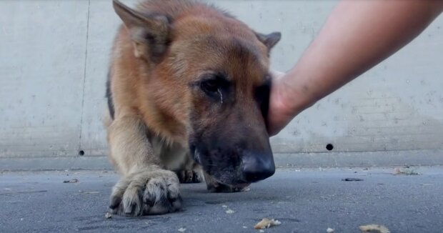 Ein verlassener alter Hund, der im Fluss stecken geblieben war, wurde von Rettungskräften gerettet: Das Tier hatte Tränen in den Augen