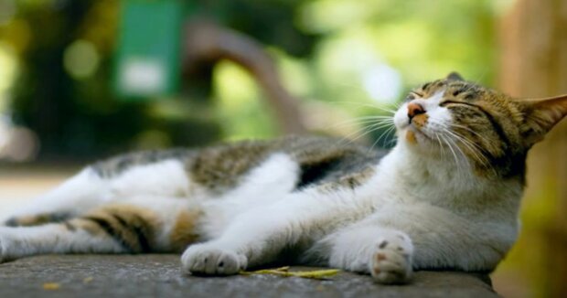 Eine Katze kann das Wetter vorhersagen: Wie Halter das Verhalten ihres Tieres verstehen können