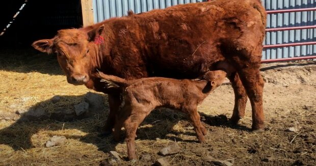 “Zwei Köpfe, vier Beine”: Ein Kalb mit seltenem Aussehen wurde geboren