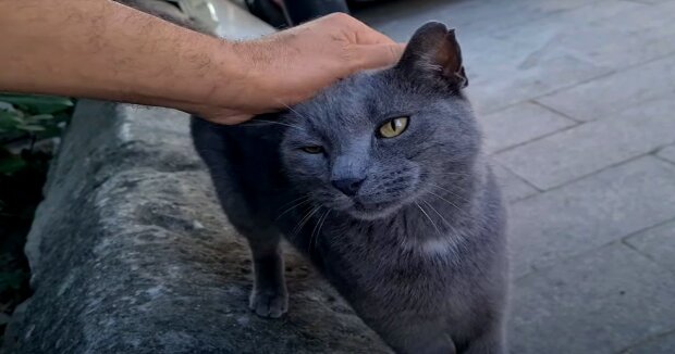 Die Katze brachte ihre zwei Kätzchen zu einer Familie auf den Hof, um ihnen ein besseres Leben zu ermöglichen