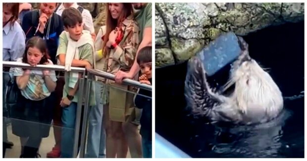 Otter hat das iPhone einer Zoobesucherin zertrümmert: Ein lustiger Moment wurde mit der Kamera festgehalten