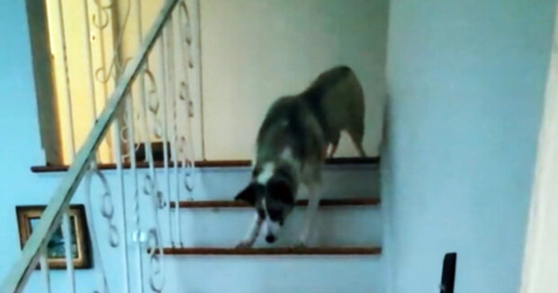 Hund sieht sein Frauchen die Treppe herunterkommen und traut sich nicht, es anders zu machen