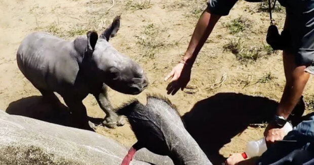 Tierärzte stießen auf ein tapferes Baby, das seine Mutter mit aller Kraft vor Menschen verteidigte