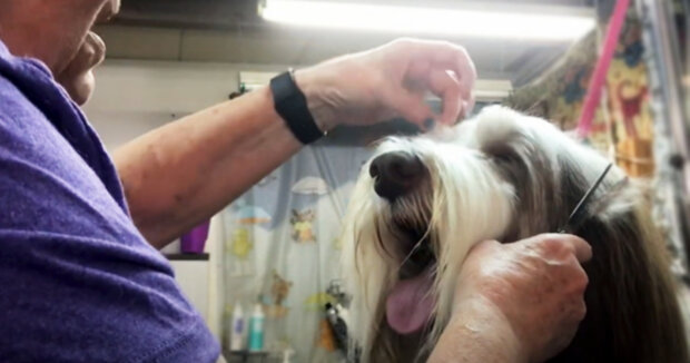 Die Besitzerin kümmert sich jeden Tag um seinen Bart: Der Hund amüsiert die Internetnutzer mit seinem Aussehen