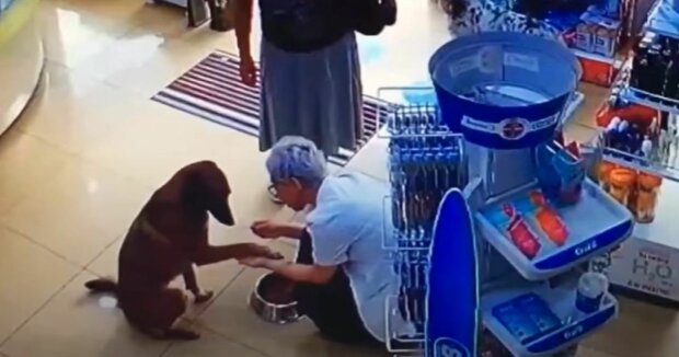 Ein streunender Hund kam mit einer verletzten Pfote in die Apotheke, um um Hilfe zu bitten