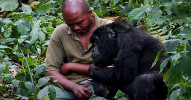 Verwaiste Gorillas haben eine besondere Bindung zu ihren Pflegern, die sie aufgezogen haben: süße Aufnahmen