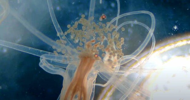 Biologen haben ein Lebewesen entdeckt, das kein Gehirn braucht, um sich zu entwickeln