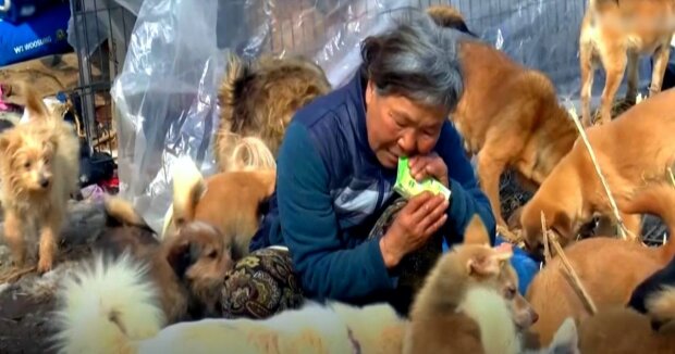 Eine Frau aus Korea hat in den letzten 26 Jahren mehr als 200 Hunde gerettet