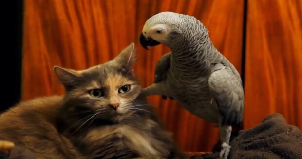 Der schlaue Papagei hat gelernt, zu miauen, um sich mit Katzen anzufreunden: lustige Aufnahmen