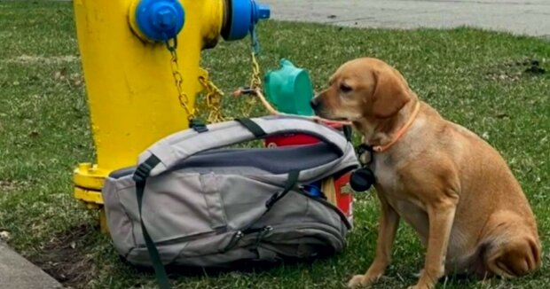 Menschen fanden einen Hund, der an einem Hydranten angebunden war: Das Tierchen hatte lange auf Hilfe gewartet