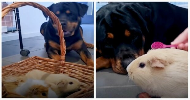 Der freundlichste Rottweiler der Welt: Der Hund kümmert sich um Meerschweinchen wie um seine eigenen Kinder