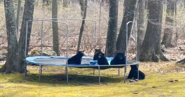 Bärenmutter brachte ihre Jungen in den Garten einer Frau, damit sie auf einem Trampolin hüpfen konnten: lustige Aufnahmen