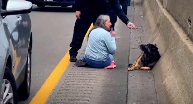 Ein verängstigter Hund wanderte tagelang durch die Straßen auf der Suche nach seiner Familie, bis er von freundlichen Menschen bemerkt wurde