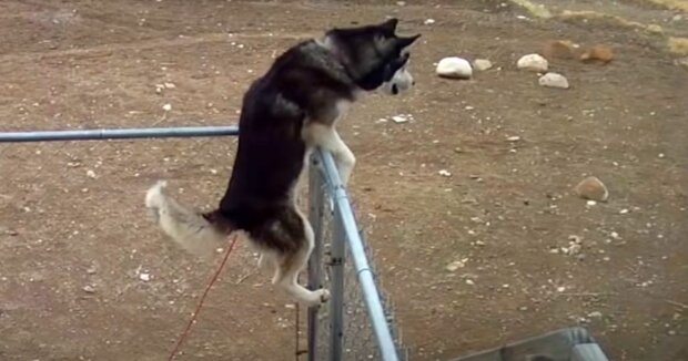 Ein treuer Husky läuft von zu Hause weg, um mit seinem besten Freund wiedervereint zu werden: eine Lebensgeschichte