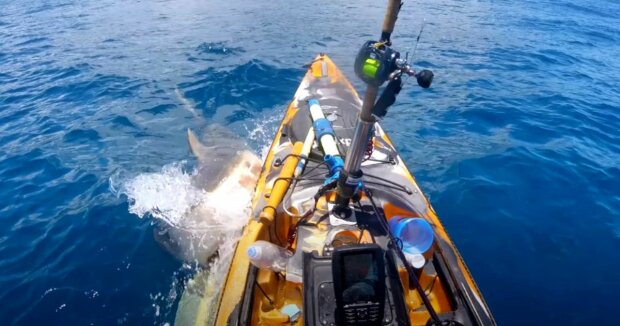 Ein Fischer wehrt einen Tigerhai ab, der sein Boot für eine Robbe hält