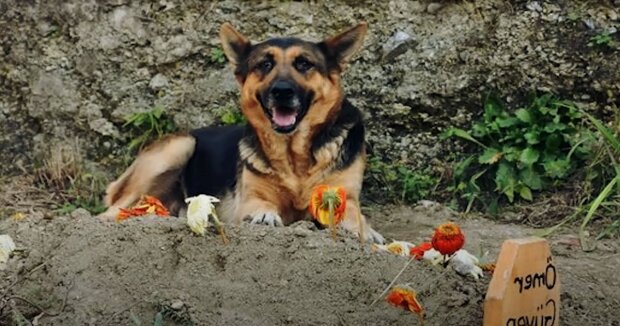 Der Hund grub ein riesiges Loch in ein Grab und wollte nicht mehr herauskommen: Es stellte sich heraus, dass er nicht um sein Herrchen trauerte