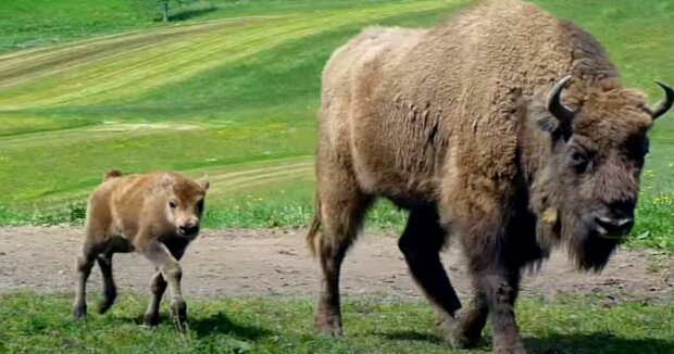 Ein Büffelbaby mit Bärenkrallen kam zur Welt: Aufnahmen des Tierchen