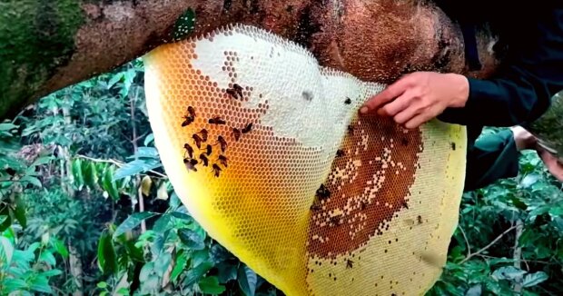 Die Bienen der Osterinsel sind die einzigen auf der Welt, die den reinsten Honig der Welt produzieren