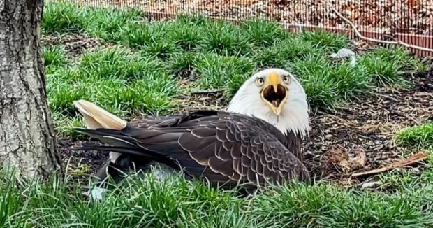 Der Weißkopfseeadler wurde stolzer Pflegevater, nachdem er einen Stein “ausgebrütet” hatte