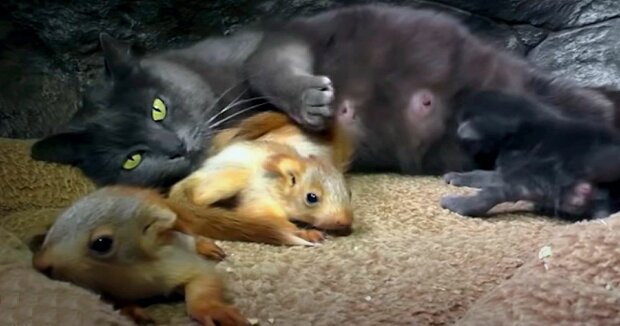 Die Katze adoptierte Eichhörnchen, die ohne Mutter geblieben waren, und zieht sie zusammen mit ihren Kätzchen auf