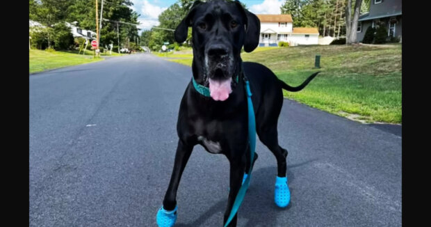 Jeder Spaziergang ist eine Freude: Der Hund hat jetzt seine blauen Lieblings-Crocs