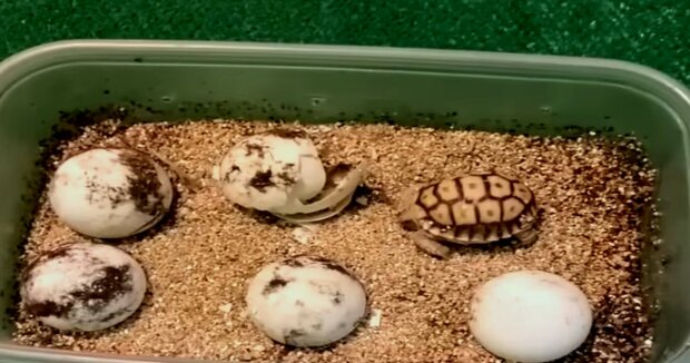 “Tapferer Junge”: Das Schildkrötenbaby hat sich dank der Fürsorge seines Halters erholt