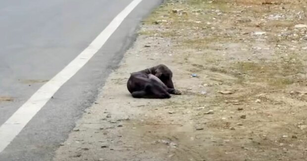 Ein abgemagerter Hund wurde am Straßenrand gefunden: Fürsorgliche Passanten nahmen das Tier in gute Hände