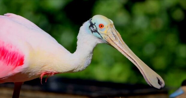 Eine Frau fand eine große rosa Feder in ihrem Garten und fand heraus, zu welchem seltenen Vogel sie gehört