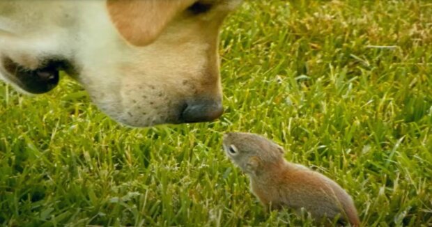 Labrador adoptiert ein verwaistes Eichhörnchen und bewacht es, während es schläft