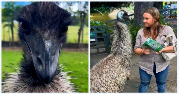 Emu-Strauß fühlte in einer Zoobesucherin eine “Seelenverwandte” und begann, sie zu umarmen: süße Aufnahmen