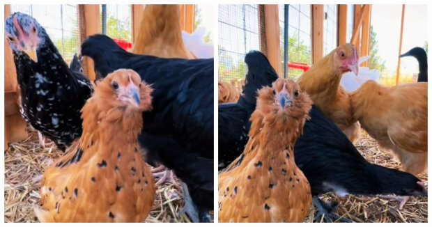 Disco-Party im Hühnerstall: Ein Paar hat einen Weg gefunden, seine Hühner glücklich zu machen