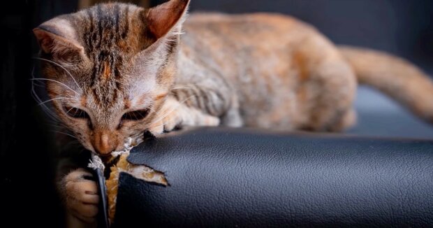 Experten erklärten Tierhaltern, wie man Katzen das Kratzen am Sofa abgewöhnen kann