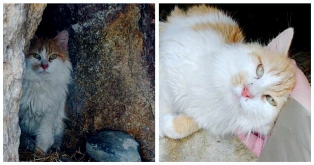 Der Mann bemerkte bei einer Wanderung einen verwirrten Kater, der hinter den Steinen saß und auf Hilfe wartete