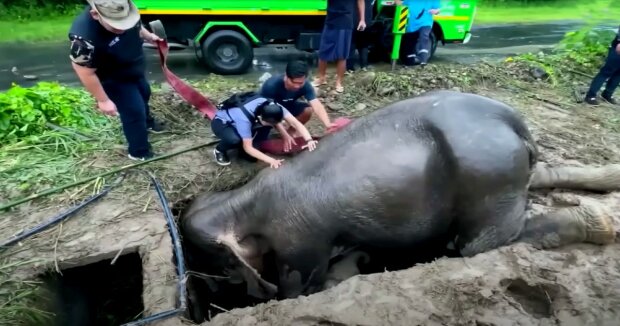 Tierärzte retteten eine Elefantin, als sie auf sie sprangen, um ihr Herz wieder zum Schlagen zu bringen