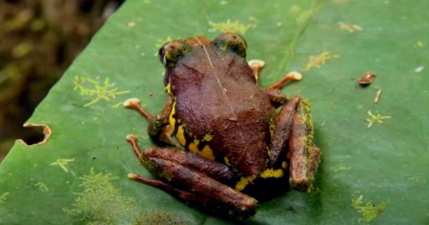 Forscher entdecken neue Froscharten, die sich als Vogelkot tarnen, um zu überleben