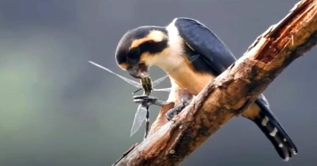 Dieser bezaubernde kleine Vogel, der so groß wie ein Spatz ist, ist der gnadenloseste Raubvogel der Welt