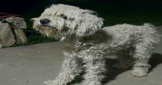 Der streunende Hund kam auf eine zufällige Veranda und fand ein Zuhause für immer