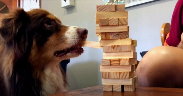 Der Hund hat gelernt, Jenga zu spielen und gewinnt sogar gegen seinen Halter