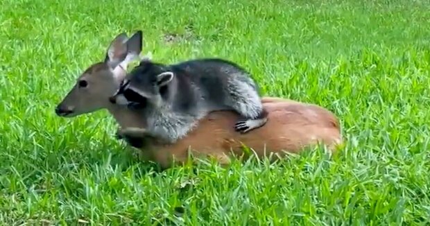 Der verwaiste Waschbär hat sich schnell mit dem Rehkitz angefreundet: Jetzt hält er sich für ein Huftier und macht seinem Freund alles nach