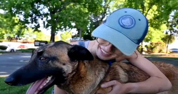 Der Hund riskierte sein Leben, um sein Frauchen vor einem Berglöwen zu beschützen