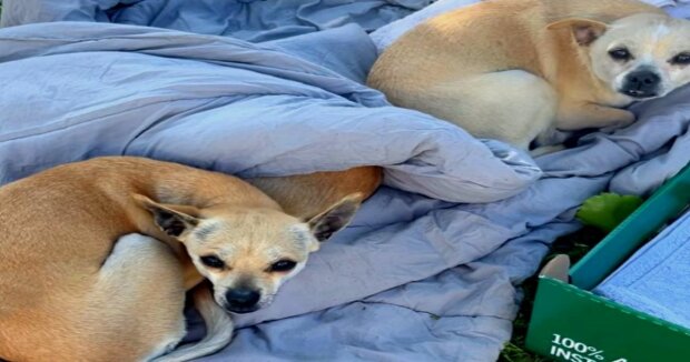 Die Hundefamilie wurde auf der Straße zurückgelassen: Die Welpen wickelten sich in eine Decke und lehnten sich aneinander, um sich warm zu halten