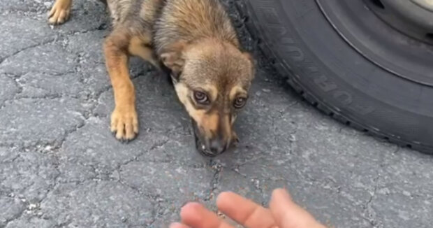Ein streunender Hund rannte auf das Auto zu: Verängstigtes Haustier “bat” die Frau um Hilfe