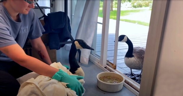 Die Gans klopft an die Tür einer Tierklinik, um ihren Freund zu trösten