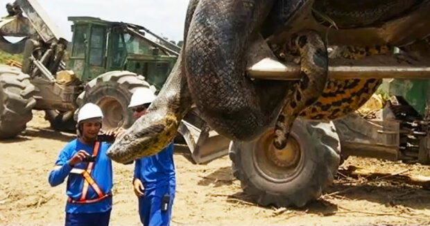 Das Reptil wurde mit einem Bagger hochgehoben: Auf der Insel wurde eine Riesenschlange gefunden